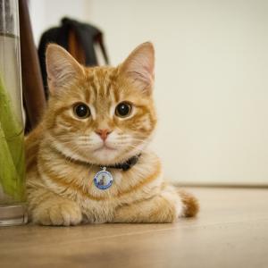 Spersonalizowane nieśmiertelniki i znaczniki kota Ze stali nierdzewnej Inteligentny identyfikator zwierzęcia domowego Kod QR Kod zeskanowany GPS Lokalizacja