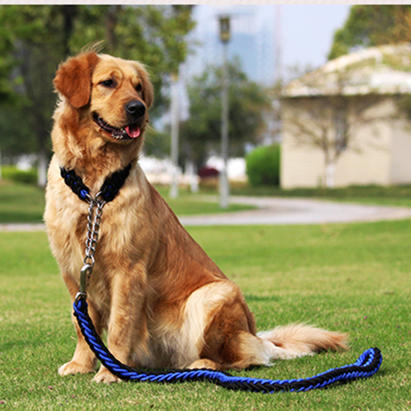 jak dbać o psa?co robi pies je dla pregn