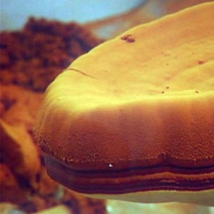 Zarodniki Ganoderma