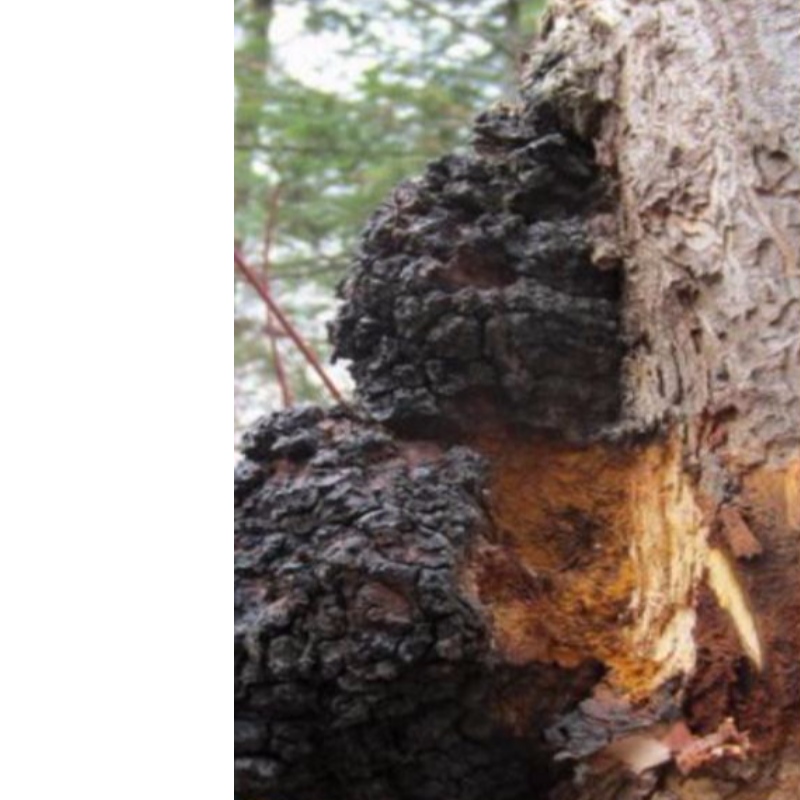 Chaga grzyb inonotus obliquues uzupełnienie opieki zdrowotnej