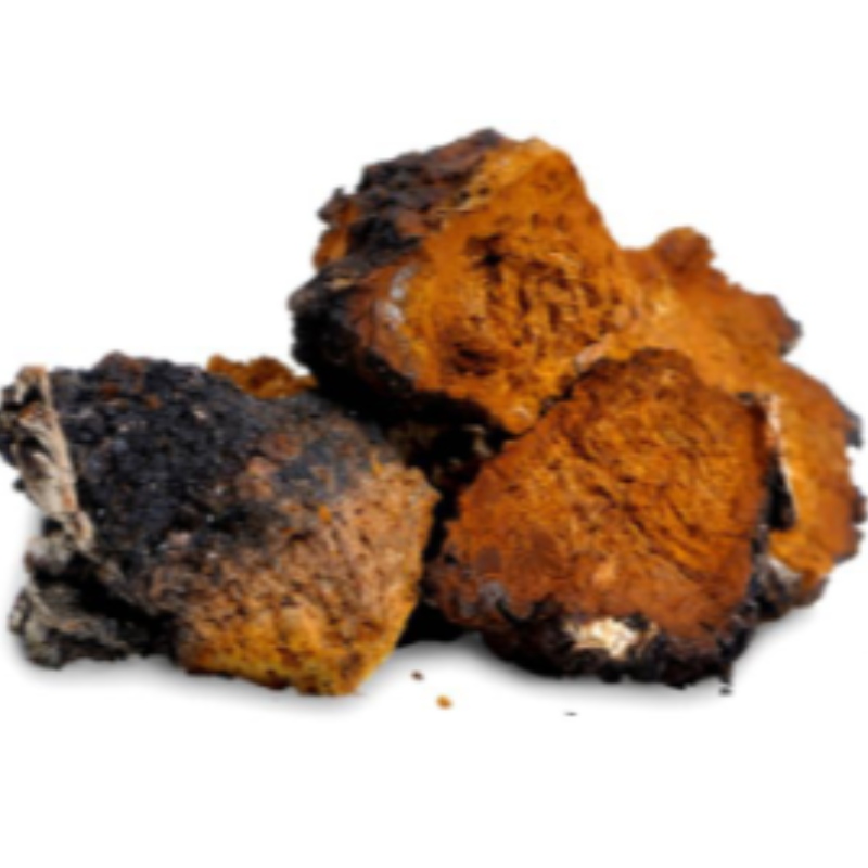 Chaga grzyb inonotus obliquues uzupełnienie opieki zdrowotnej