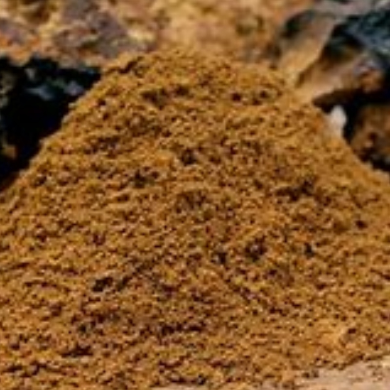 Chaga grzyb inonotus obliquues uzupełnienie opieki zdrowotnej