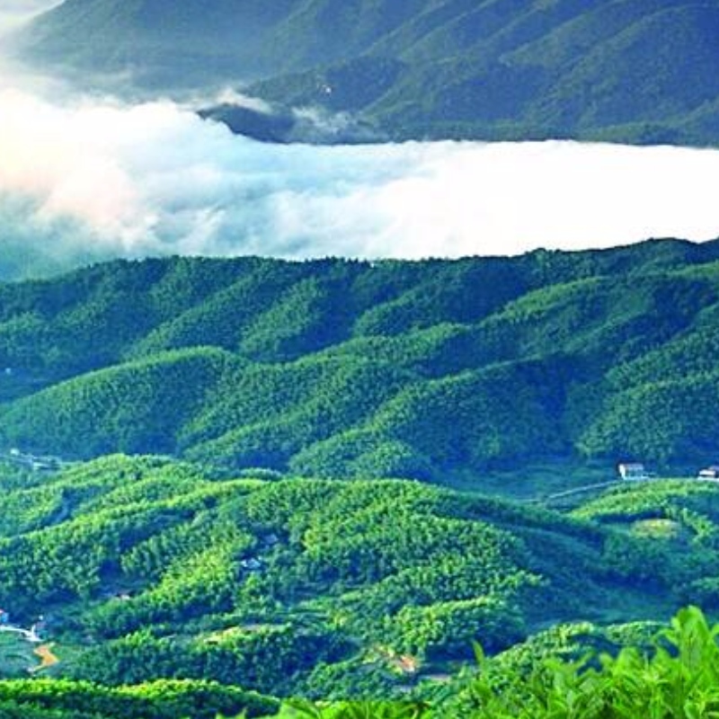 ręcznie wytwarzana herbata do pielęgnacji czarnej herbaty hunan anhua