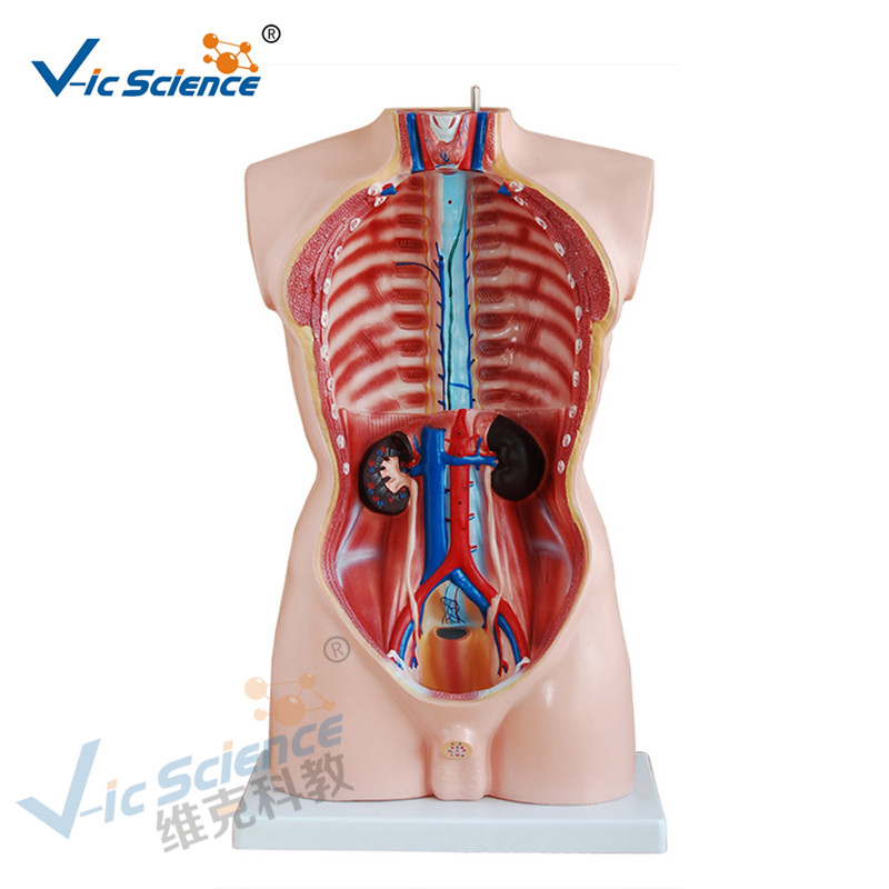 Anatomia człowieka Model ludzkiego ciała 85 cm Model tułowia męskiego 19 części