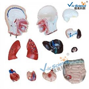 Model męskiego tułowia 42 cm, model 13 części, medyczny model nauczania