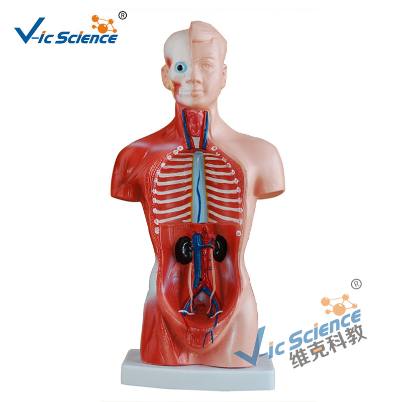 Model tułowia 26 cm Model korpusu z 15 częściami