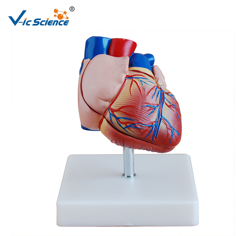 Model plastikowy W nowym stylu Model anatomiczny naturalnej wielkości Model anatomiczny do nauczania midical