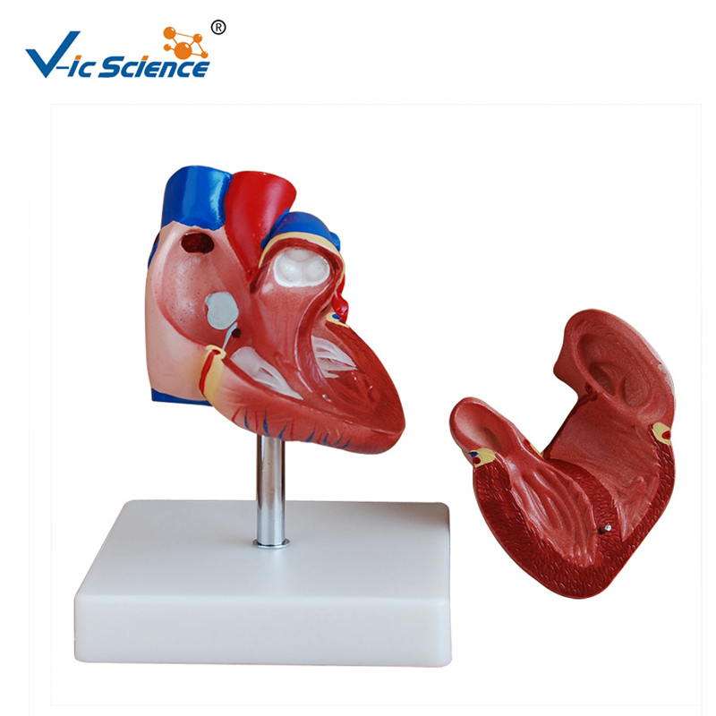 Model plastikowy W nowym stylu Model anatomiczny naturalnej wielkości Model anatomiczny do nauczania midical