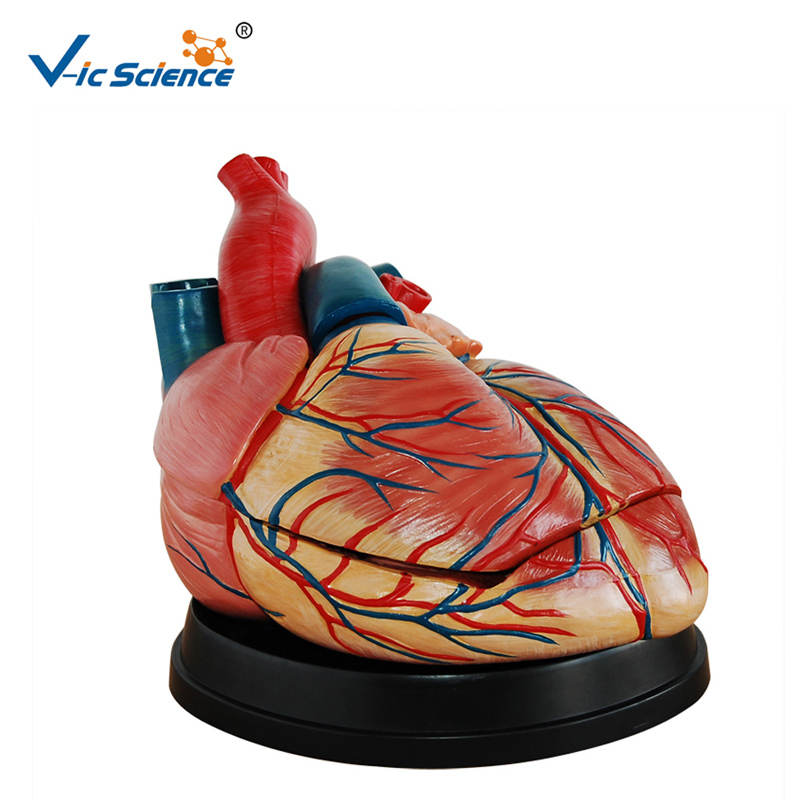 Model plastikowy W nowym stylu Model anatomiczny naturalnej wielkości Model anatomiczny do nauczania midical