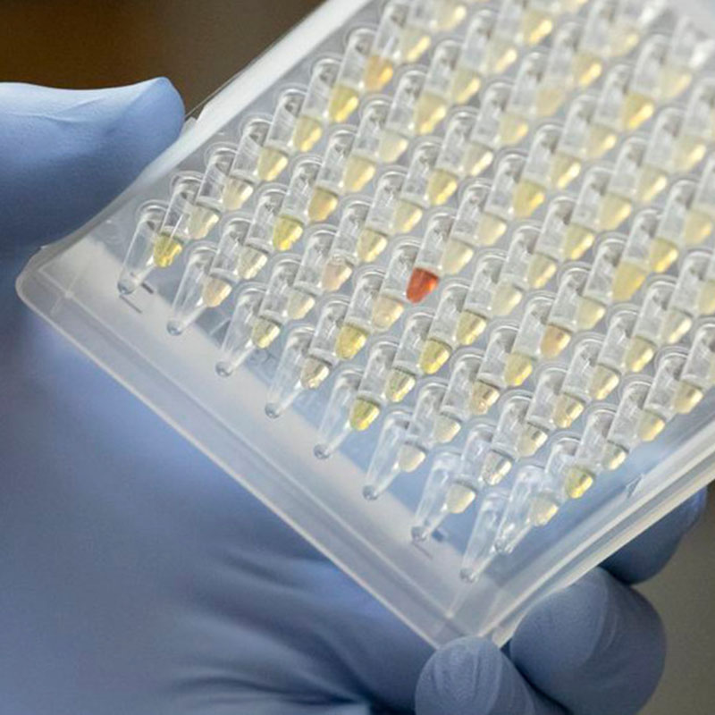 Naukowcy patrzącna rozprzestrzenianie się wariantu Oregona Covid-19