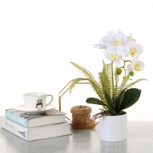 Factory Direct Supply Orchid w doniczce