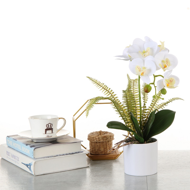 Factory Direct Supply Orchid w doniczce