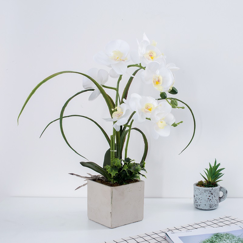 Factory Direct Supply Orchid w doniczce