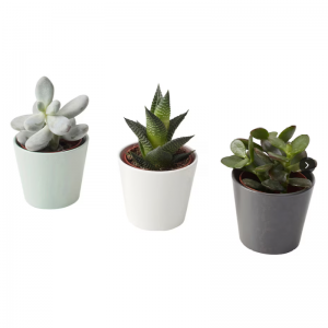 Sztuczne sukulenty
