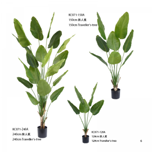 Drzewo podróżników